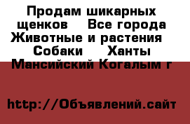 Продам шикарных щенков  - Все города Животные и растения » Собаки   . Ханты-Мансийский,Когалым г.